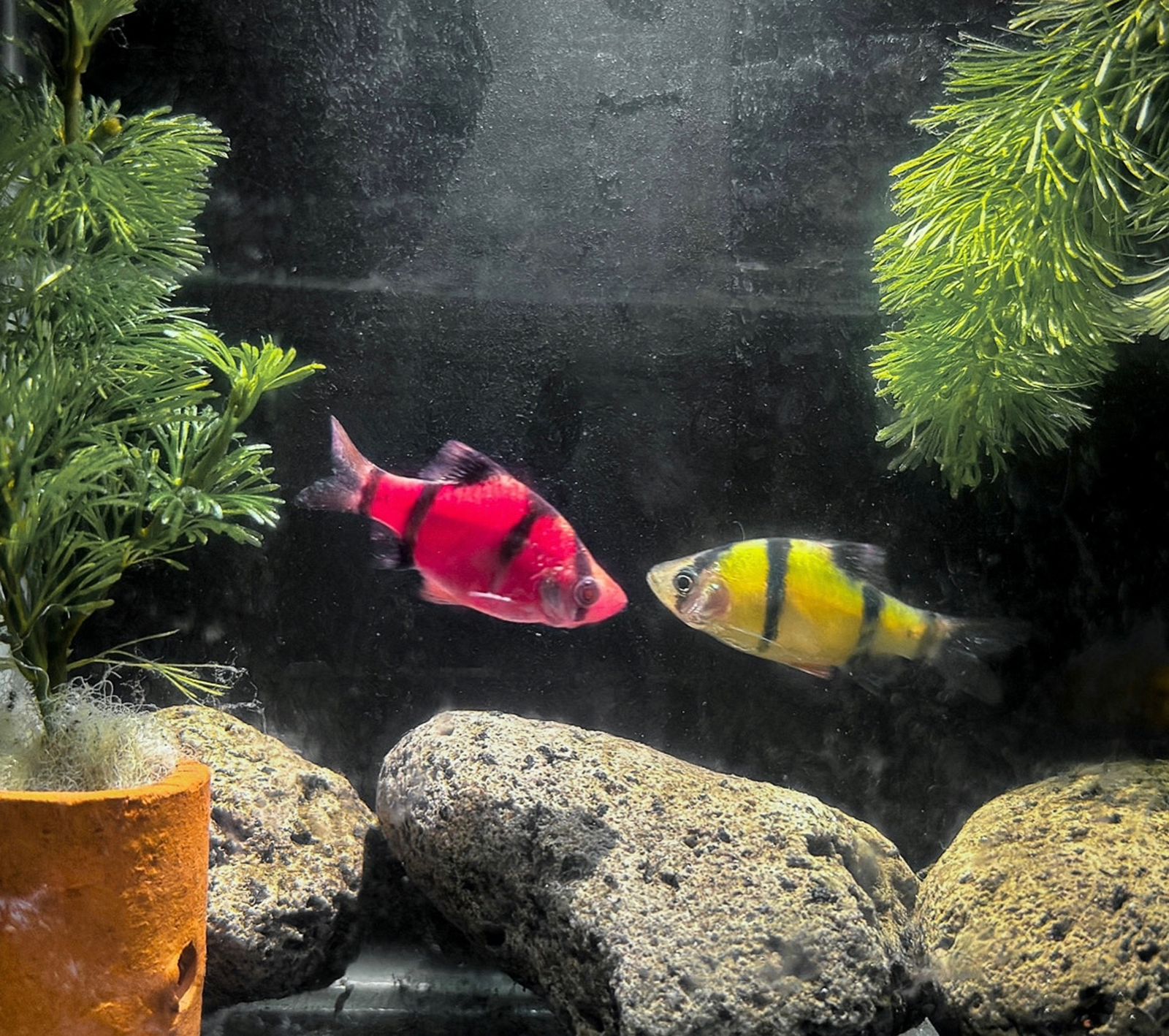 GLOFISH TIGERBRAB