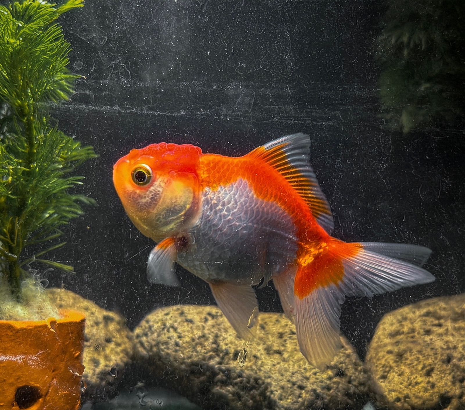 KOKI ORANDA